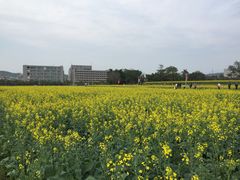 -光明小镇欢乐田园