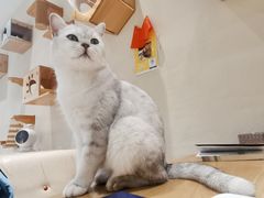 -藏猫猫咖啡主题馆(中央大道店)