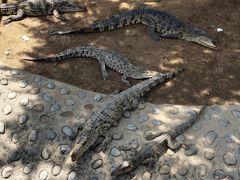 -石家庄市动物园