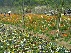 -绵阳盛世樱花悠乐谷