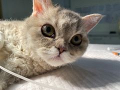 -北京恒爱动物医院(清景园分院)