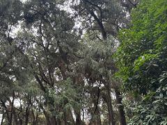 -七曲山风景区