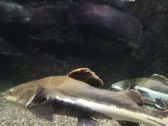 -太平洋海底世界