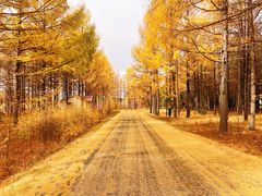 -塞罕坝国家级自然保护区