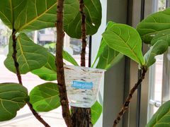 -Blueglass酸奶(财富购物中心店)