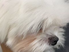 -帕帕拉兹宠物(亚洲旗舰店)