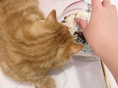 -飞行喵MR PILOT|猫舍·猫咖(静安大融城店)