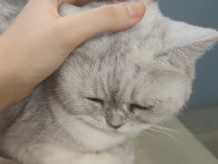 -喵的天空名猫咖啡馆·撸猫·猫舍·用品