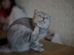 -平行世界·猫咖(首经贸店)