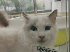 -宠爱多约克夏马尔济斯泰迪小型犬专卖