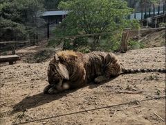 -大连森林动物园