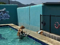 -趣玩宠物乐园寄养训犬训狗游泳池