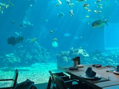 -海棠湾洲际-涛·海底餐厅·美人鱼·自助餐·海底隧道