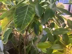 -木屋烧烤(白石洲店)
