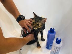-momokira米努特·德文卷毛猫·棉花面纱犬