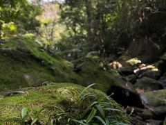 -海南热带雨林国家公园吊罗山景区