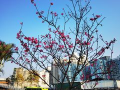 -纪念孙中山市政公园