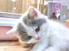 -屋虎猫馆(宝安大仟里店)