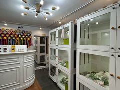 -青奢宠物·青奢猫舍