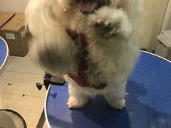 -PETKIT 小佩宠物·低压洗护·美容·寄养(安远店)