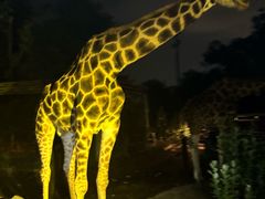 -清迈夜间动物园