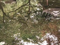 -秋霞圃