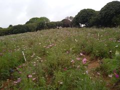 -松山湖梦幻百花洲