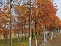 -合肥滨湖国家森林公园