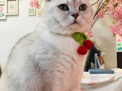 -猫音日语留学培训