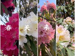 -贵州百里杜鹃风景名胜区