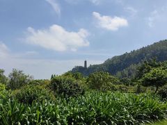-南沙蒲洲花园