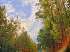 -上海长兴岛郊野公园