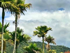 -海南槟榔谷黎苗文化旅游区