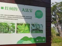 -福田红树林生态公园