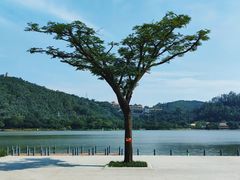 -顺峰山公园
