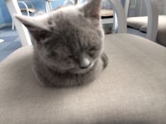 iphone_upload_pic-喵的天空名猫咖啡馆·撸猫·猫舍·用品