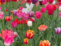 -大宁郁金香公园-停车场