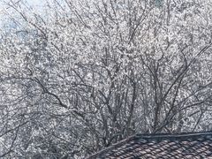 -广州市流溪河国家森林公园