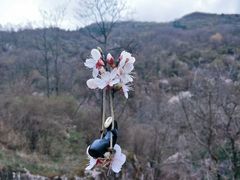 -终南山古楼观历史文化景区