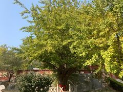 -遵化市禅林寺古银杏风景园