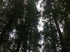 -日照海滨国家森林公园