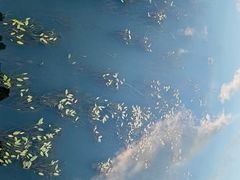 -泸沽湖国家级风景名胜区走婚桥