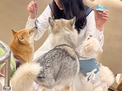 -怪兽屋·羊驼·猫咖·狗咖(俊华广场店)