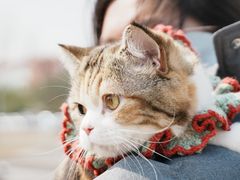 -艾吉宠物医院·疑难杂症转诊中心·猫友好(碧江路院)