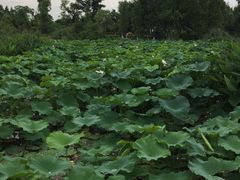 -瑶湖郊野森林公园