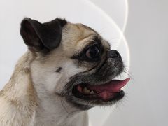 -comecome来吧宠物(奥克斯中心店)