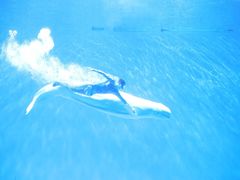 -芜湖新华联大白鲸海洋公园