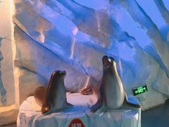 -芜湖新华联大白鲸海洋公园