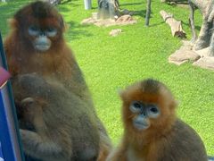 -大连森林动物园