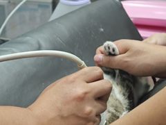 -瑞派名望志远动物医院·猫科·內科·异宠专科(直港大道店)